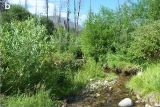 A serene, shallow stream meanders through lush green vegetation, under a bright blue sky, conveying a tranquil and natural wilderness setting.