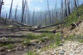 A barren landscape with charred tree trunks scattered across a dry creek bed. Sparse green grass and shrubs contrast with the desolate, post-fire scene.