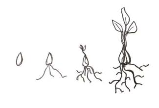 The growth stages of a plant showing each stage from seed to a developed plant. 