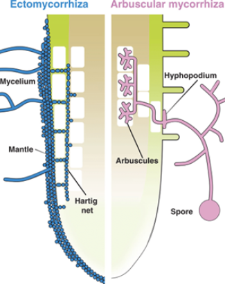  mantle, Hartig net, arbuscules, hyphopodium, and spore.