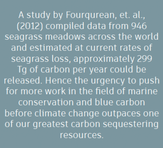 Text on a blue-gray background discusses seagrass loss study, highlighting that 299 teragrams of carbon could be released annually, stressing marine conservation urgency.