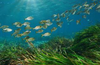 Underwater scene with a school of small fish swimming over vibrant green seagrass beds. Sunlight filters through clear blue water, creating a serene atmosphere.