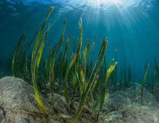 Underwater scene featuring tall green seagrass swaying gently on the ocean floor. Sunlight streams through the clear blue water, creating a serene atmosphere.