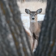 A light brownish-gray deer is centered in the image, framed by the out-of-focus trunks of two trees.