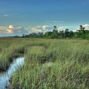 A wide marshland stretches into the distance under a blue sky with scattered clouds. Tall grasses surround a narrow, winding stream reflecting the sky. Trees line the horizon on the right side.