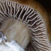 Close-up view of the gills of a mushroom. 