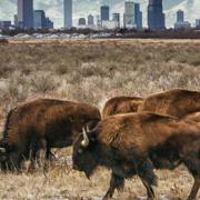 Bison in a grassy field with the skyline of Denver in the distant background. Photo by Hans Wastson.
