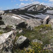 Rocky mountain landscape with snow patches and green grass. Yellow wildflowers bloom among the rocks under a bright blue sky with clouds. Serene and vibrant. Photo by Lauren Yeatts, Colorado Native Plant Society