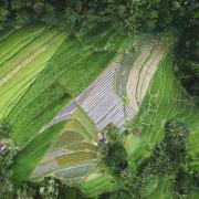 Aerial photograph of agricultural plant field during the daytime. Photo by Ivan Bandura on Unsplash.