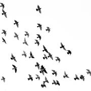 A large flock of birds, likely pigeons, is depicted in flight against a pure white background. 
