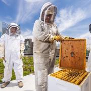 Three people in bee keeping suits looking at a bee hive on a city building rooftop. 