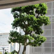 A tall tree with lush green foliage stands on a city sidewalk. A person in an orange top and black skirt walks by, creating a serene, urban scene. Buildings and a hotel are in the background. Photo by Stefan Lehner on Unsplash.