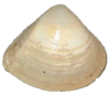 Conical seashell with a worn, textured surface in shades of beige and cream, displayed on a white background. The shell's smooth tip contrasts its layered base.