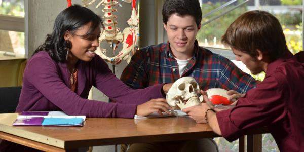 students studying skeleton