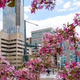 CU Building with Cherry Blossoms