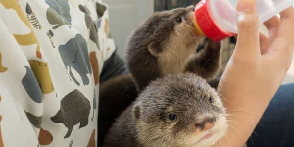 Otters being fed