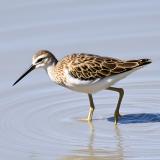 a shorebird, which is a small bird with a long beak, walking on the beach 