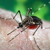 Aedes Aegypt Mosquito