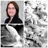 Dr. Christy Briles