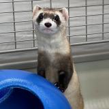 Black-footed Ferret photo