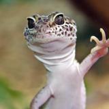 Leopard Gecko photo