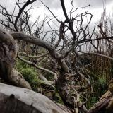 Trees on Cape Horn photo