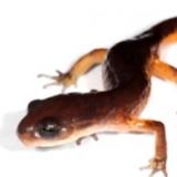 Salamander photo