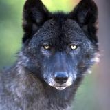 Wolf Photo