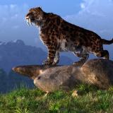 Smilodon Saber Tooth Tiger photo