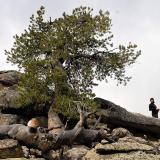 Whitebark Pine photo