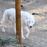 Photo of a white wolf in a fenced-in enclosure