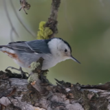 A Clark's Nutcracker bird
