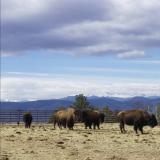buffalo in a field with the mountains in the background