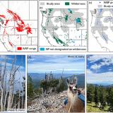 Maps showing the range of WBP in western North America (Smith and Collingwood 2014) (a), our study area defined by the USFWS (US Fish & Wildlife Service 2023) overlaid with protected areas (b) and the distribution of WBP at Forest Inventory and Analysis plots (c). Pictures show several dead WBP trees northeast of Yellowstone National Park (d), Chester the llama posing on a rocky ridge with declining WBP trees in western Montana (e), and a healthy WBP forest in southwestern Montana 