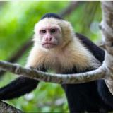 spider monkey in a tree