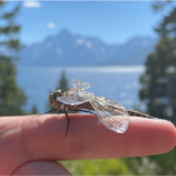 Picgture of a dragon fly on someone's finger
