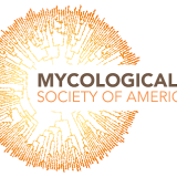 MSA logo