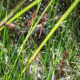 Multiple Sympetrum internum dragonflies mating in close proximity to each other in (top) the Arapahoe-Roosevelt National Forest in Colorado at a pond within the Cameron Peak Fire perimeter at 1201 h on 29 July 2023, and (bottom) the Medicine Bow-Routt National Forest in Wyoming at a pond within the Mullen Fire perimeter at 1249 h on 30 July 2023.