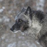 Wolf photo