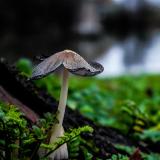 Mushroom in the deep forest with green moss