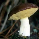 A Suillus Mushroom