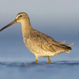shorebird on the beach