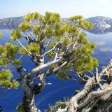 whitebark pine tree overlooking water