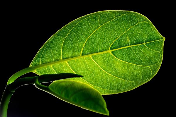 close-up of a green leaf