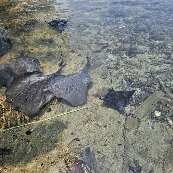 Sting rays in the beach shallows