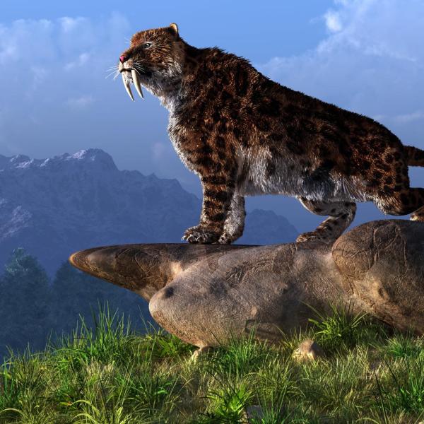 Smilodon Saber Tooth Tiger photo
