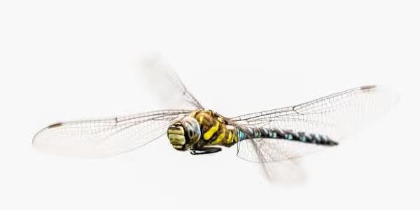 Dragon Fly
