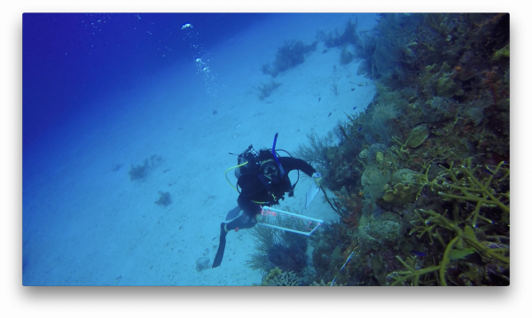Dr. Anya Brown diving photo