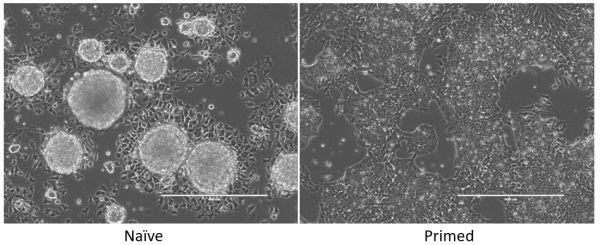 Naive and Primed Stem Cells