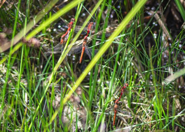 Multiple Sympetrum internum dragonflies mating in close proximity to each other in (top) the Arapahoe-Roosevelt National Forest in Colorado at a pond within the Cameron Peak Fire perimeter at 1201 h on 29 July 2023, and (bottom) the Medicine Bow-Routt National Forest in Wyoming at a pond within the Mullen Fire perimeter at 1249 h on 30 July 2023.